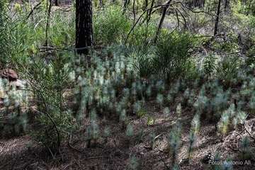 De ruta por el macizo de Tamadaba/Antonio Ali.